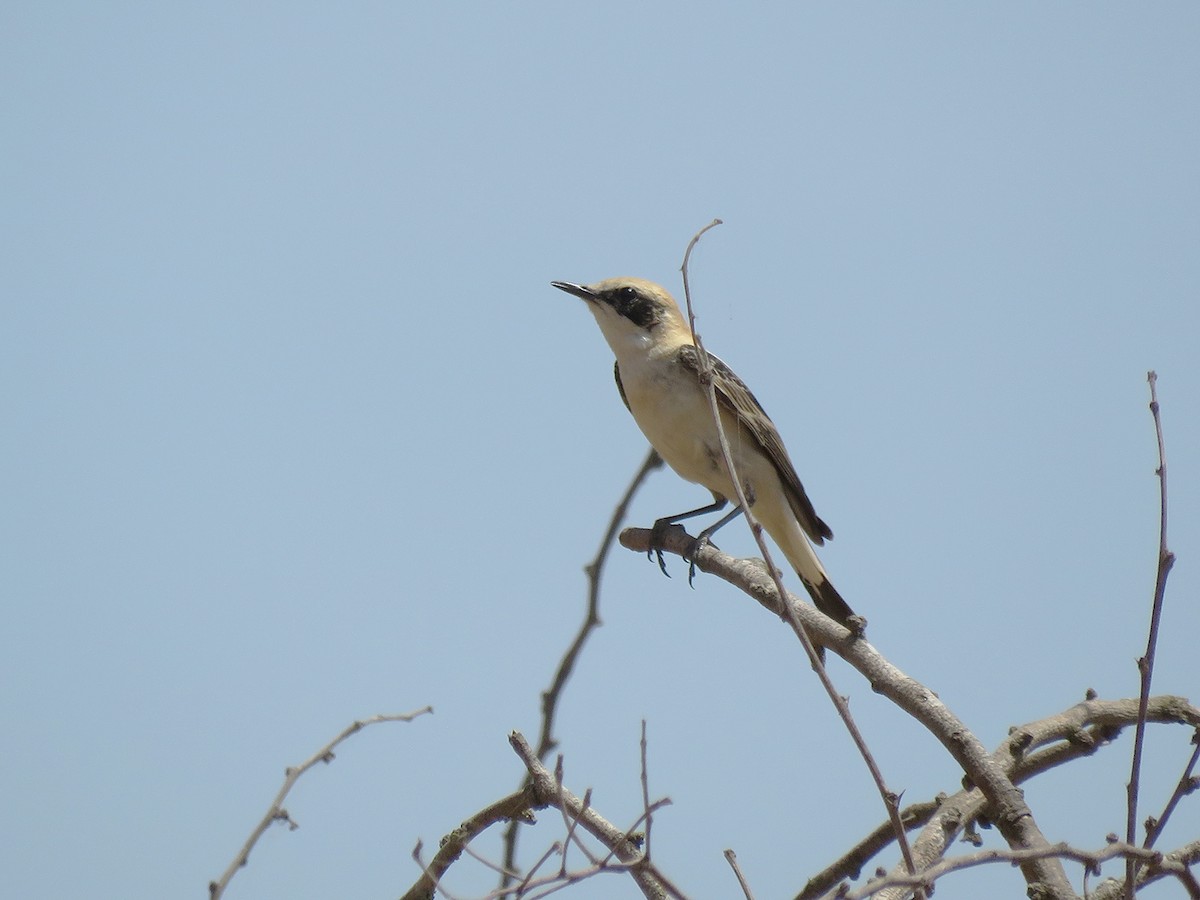 Western Black-eared Wheatear - ML159188371