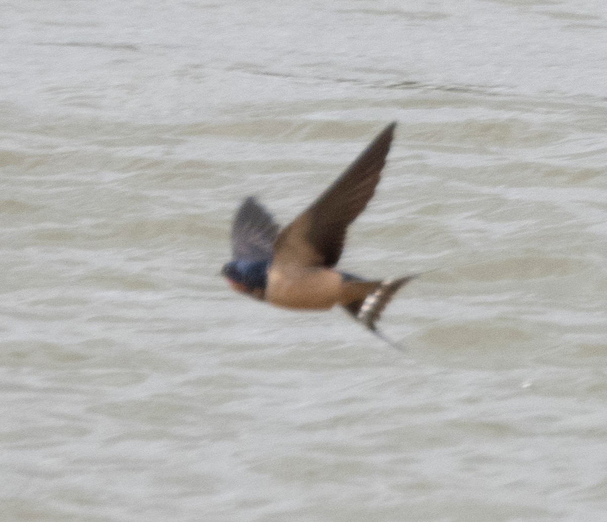 Barn Swallow - ML159190401