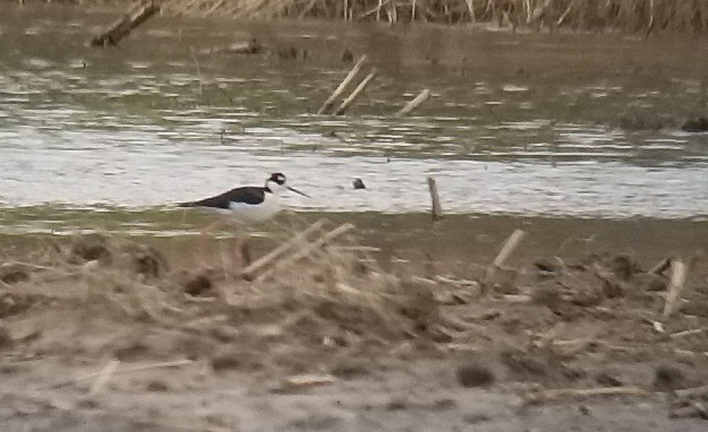 Black-necked Stilt - ML159190691