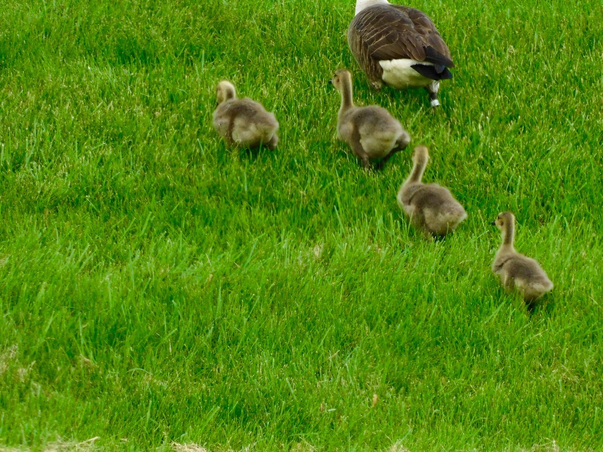 Canada Goose - ML159191651