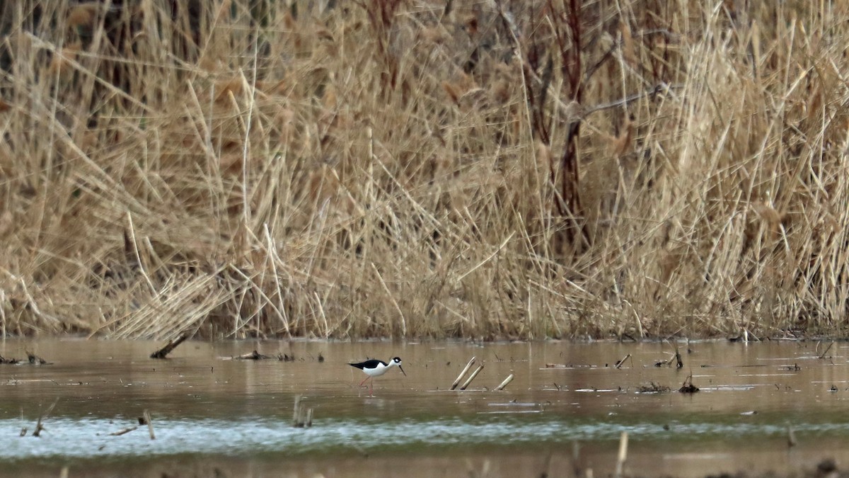 Black-necked Stilt - ML159192561