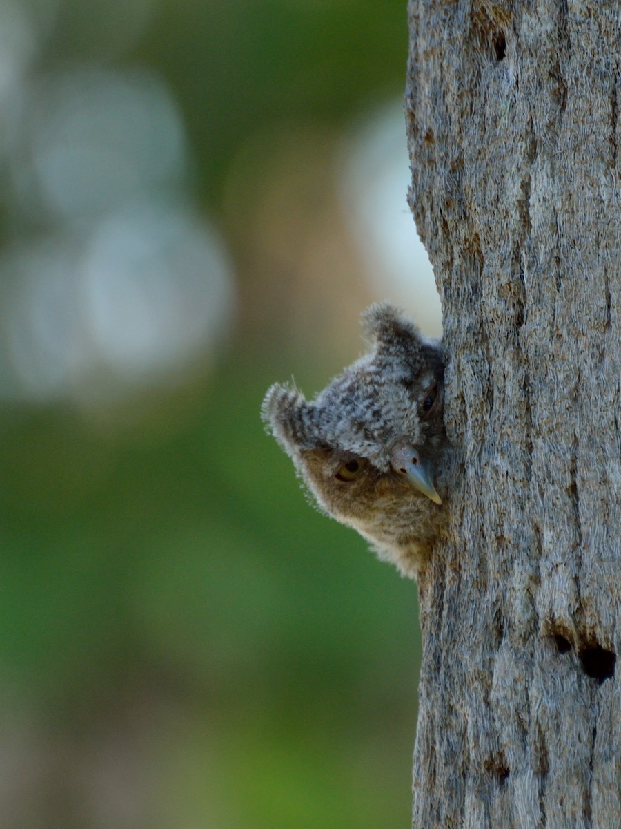 Eastern Screech-Owl - ML159192971