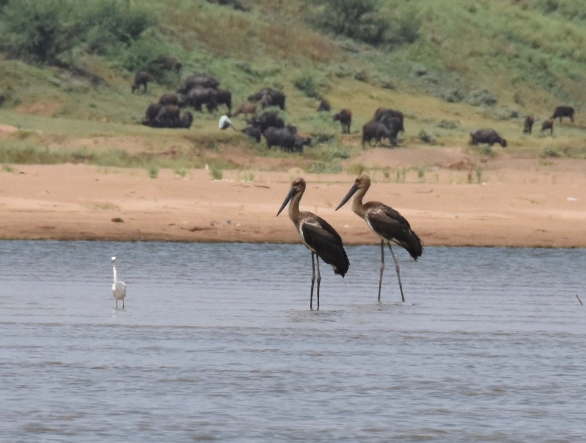 Black-necked Stork - ML159193591