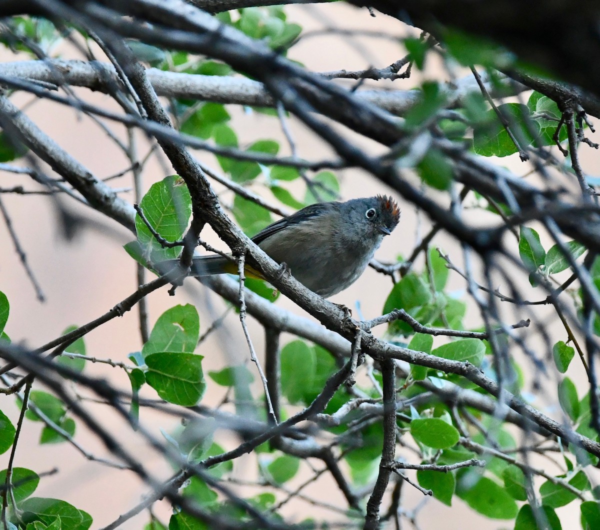 Colima Warbler - ML159194651