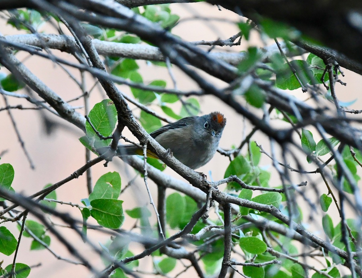 Colima Warbler - ML159194721