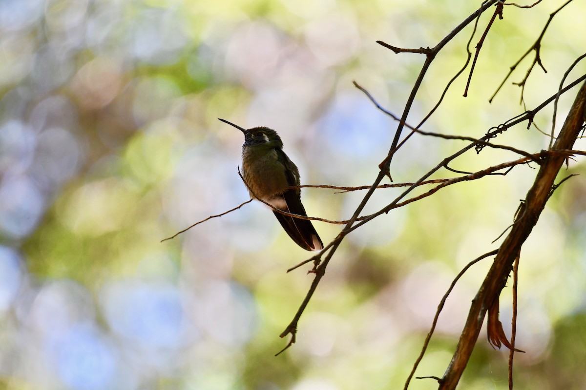kolibřík blankytohrdlý - ML159194761