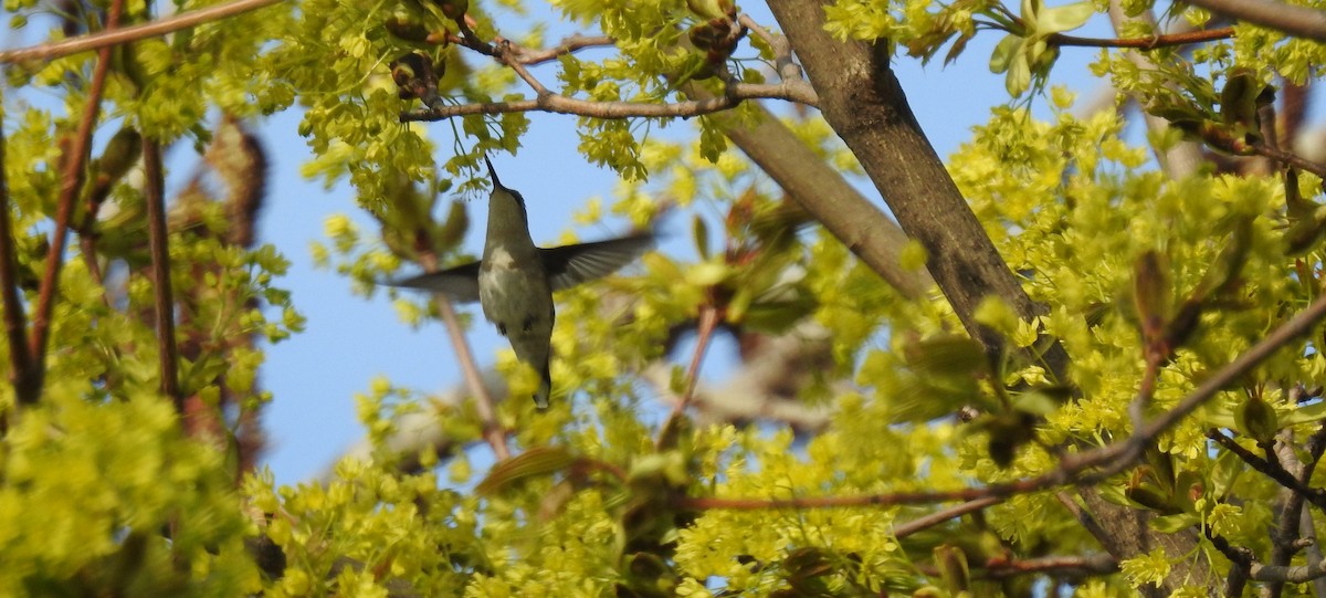 Ruby-throated Hummingbird - mc coburn