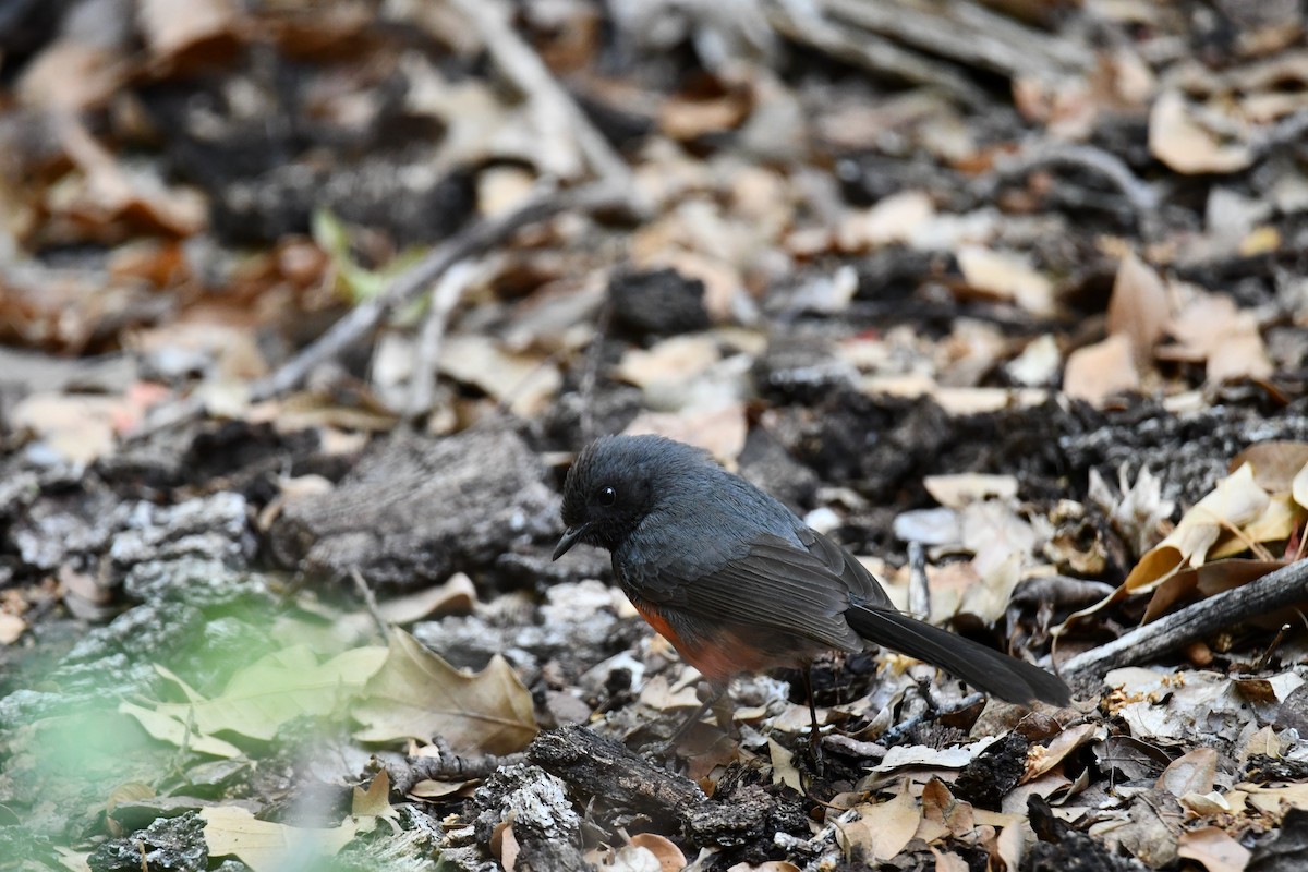 Slate-throated Redstart - ML159195691