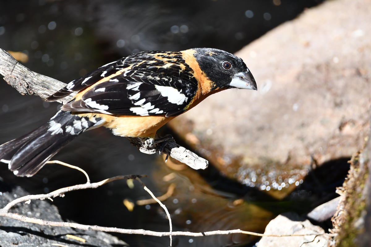 Black-headed Grosbeak - Erik Atwell