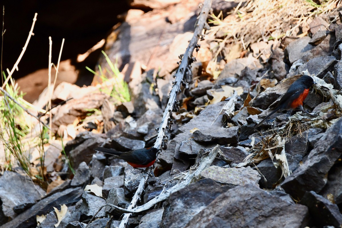 Slate-throated Redstart - ML159195861