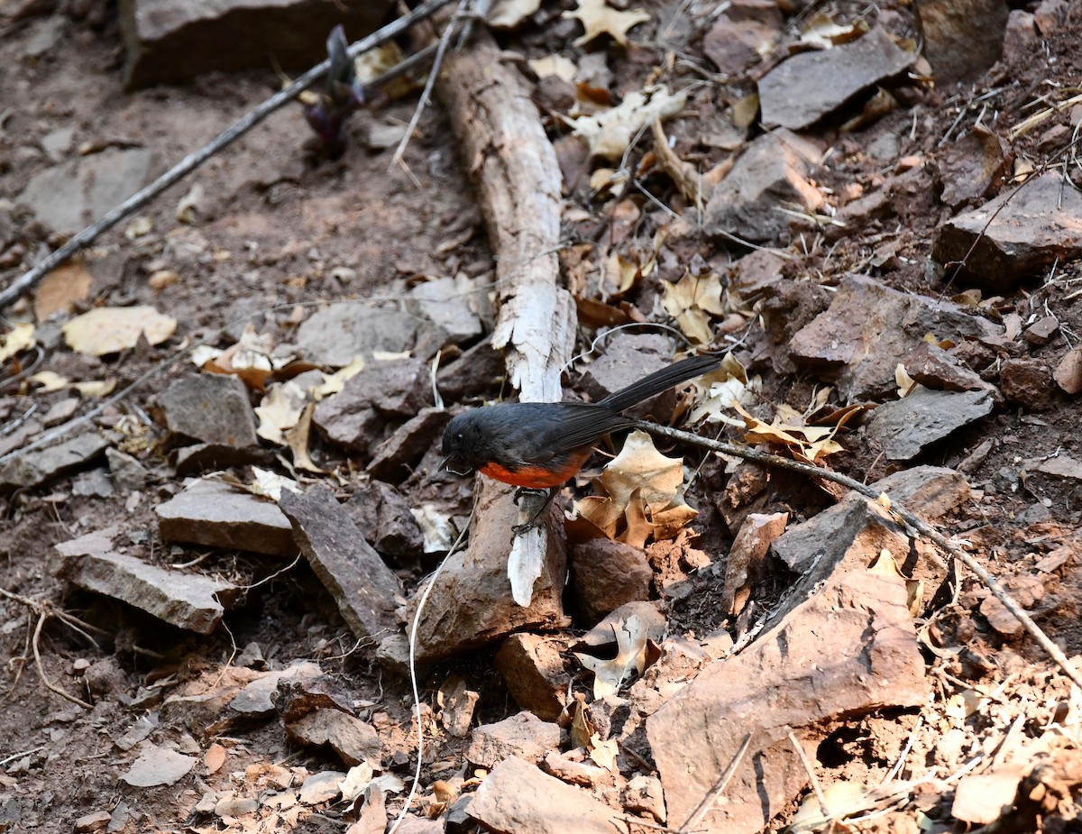 Slate-throated Redstart - ML159195911