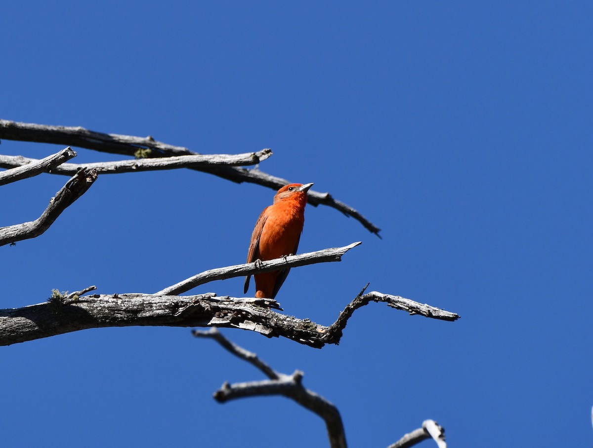 Hepatic Tanager - ML159196241