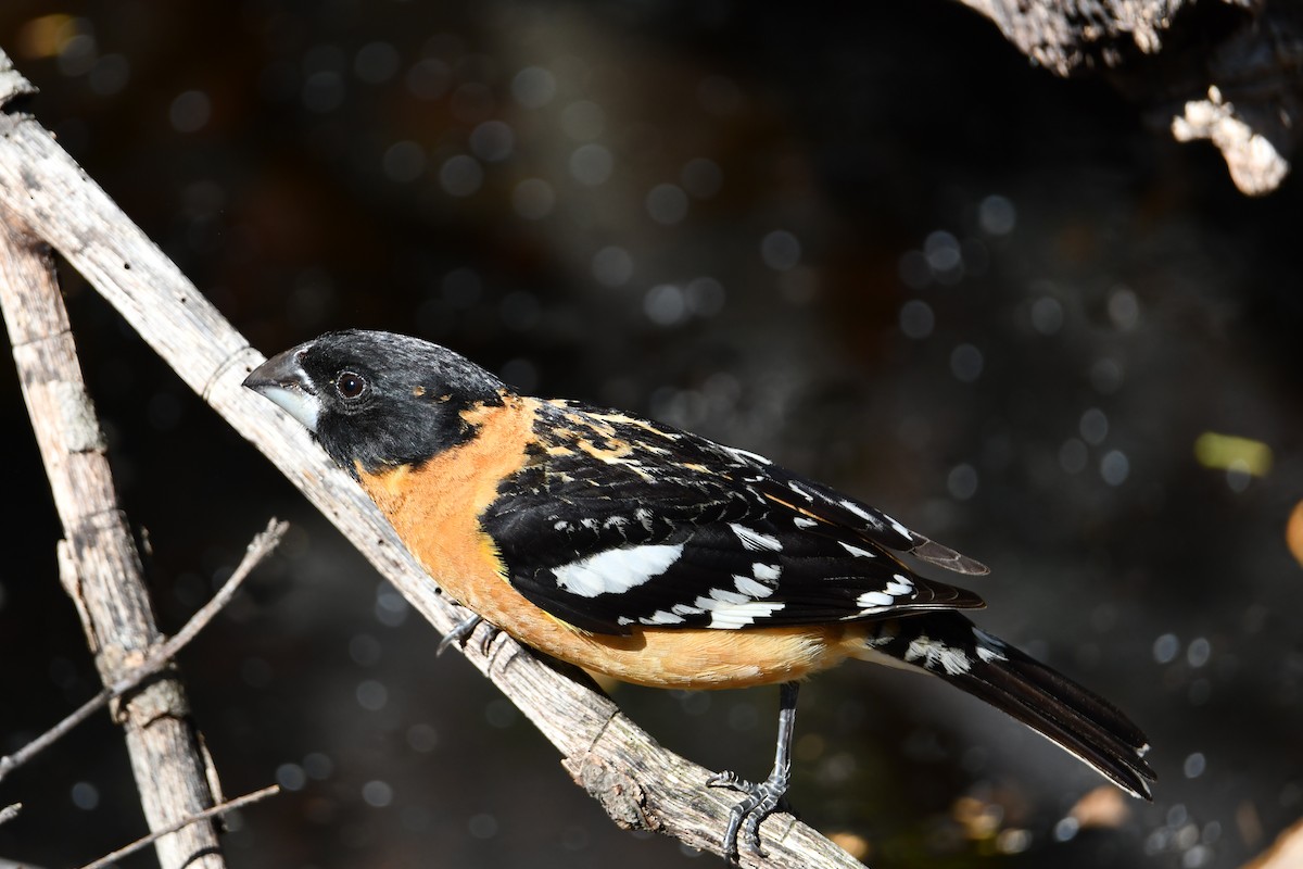 Black-headed Grosbeak - ML159196701