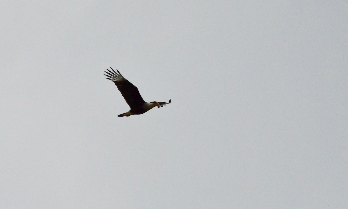 Crested Caracara (Northern) - ML159198431