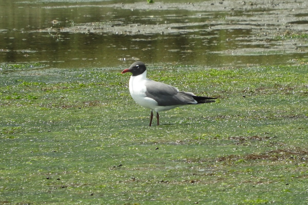 Laughing Gull - Louis Tognan