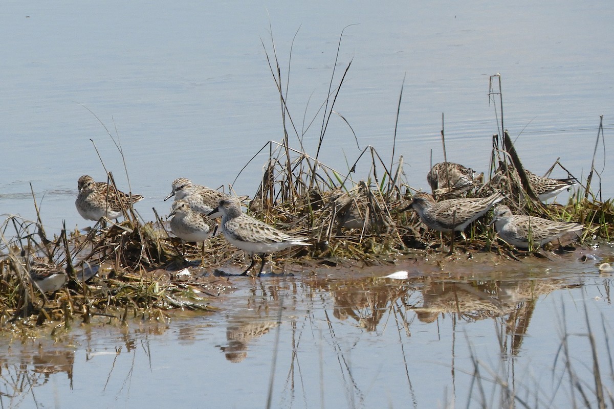 Sanderling - ML159201731