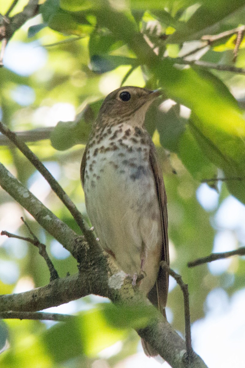 Swainson's Thrush - ML159202291