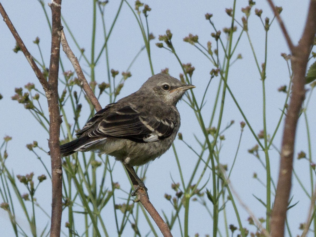 Northern Mockingbird - ML159202621