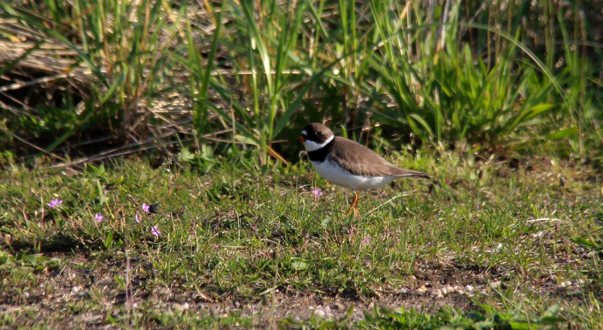 Semipalmated Plover - ML159203011