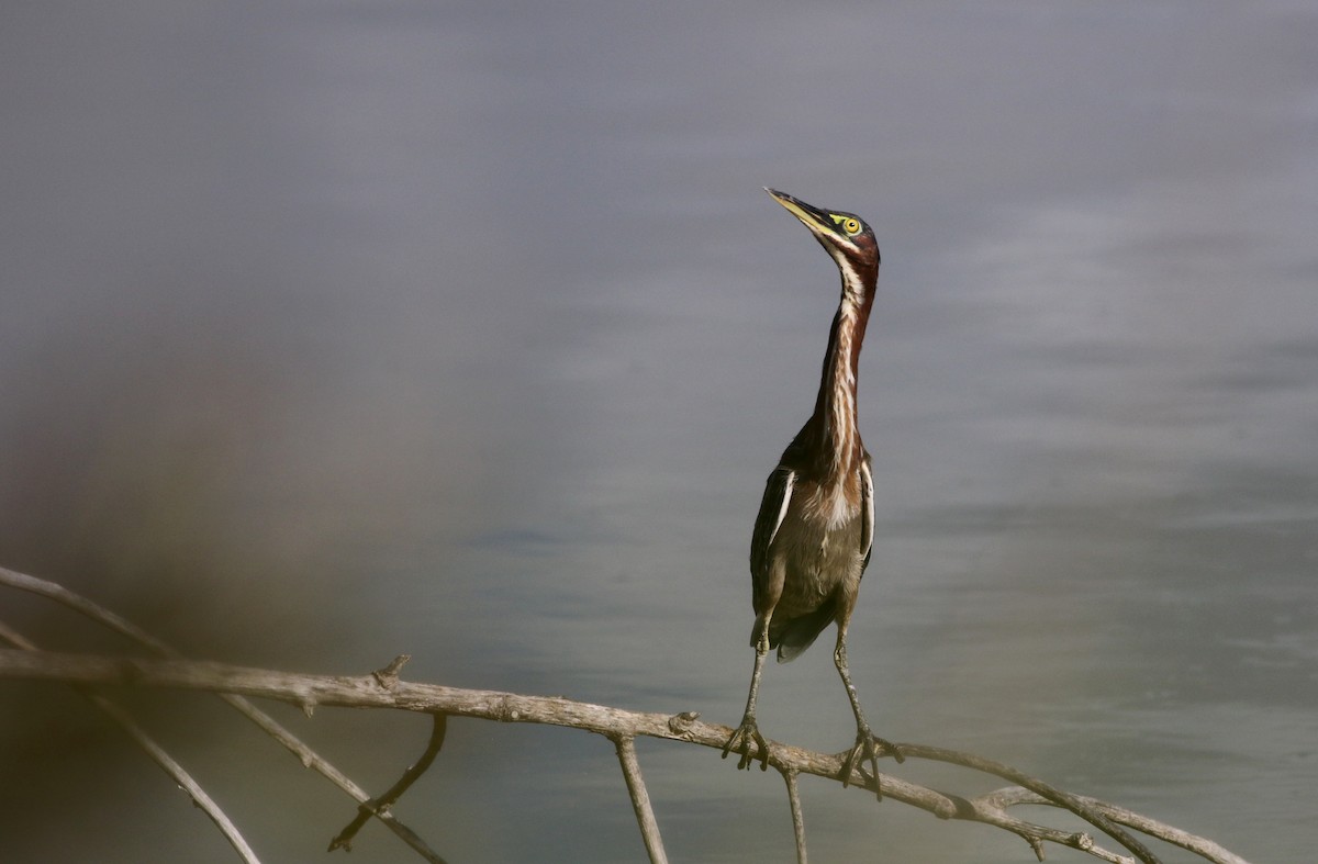 Green Heron - ML159203201