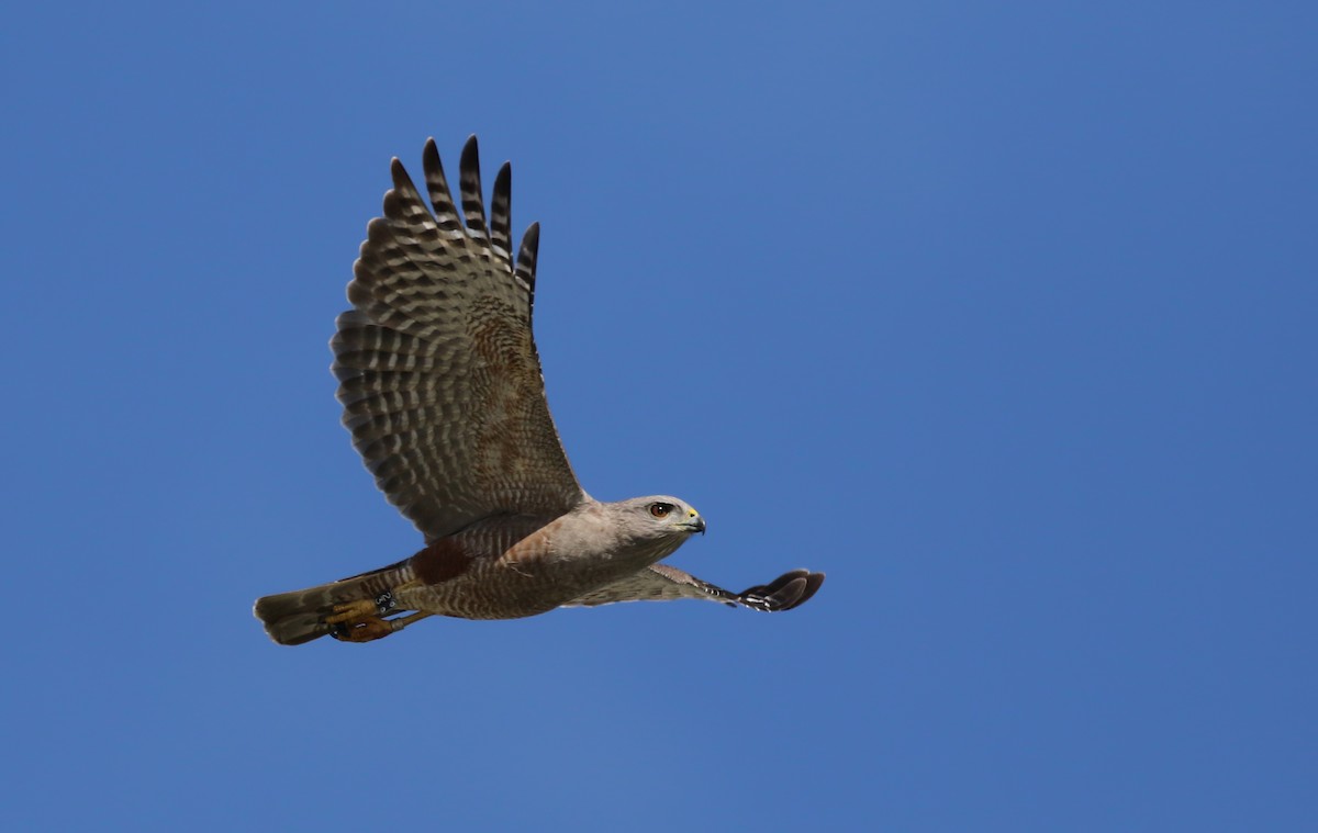 Ridgway's Hawk - ML159203291