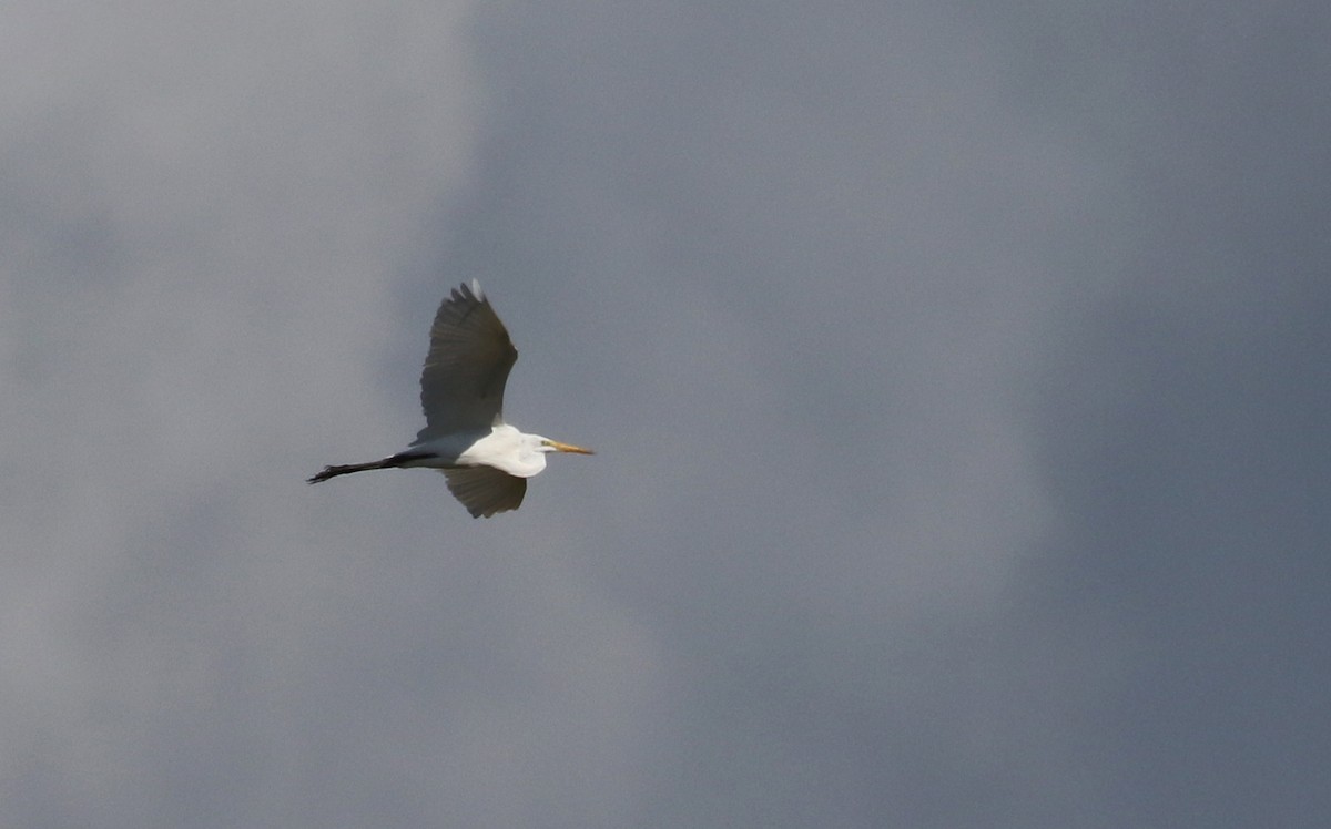 Great Egret (American) - ML159203601