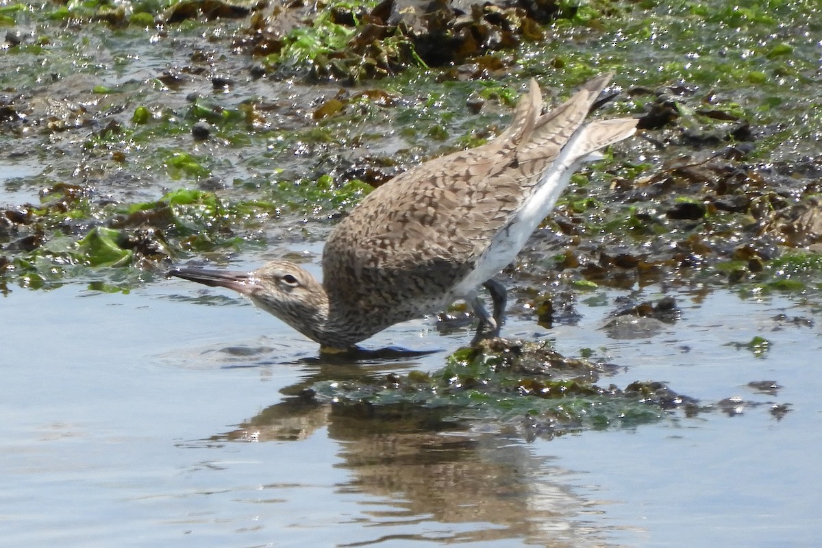 Willet - ML159204481