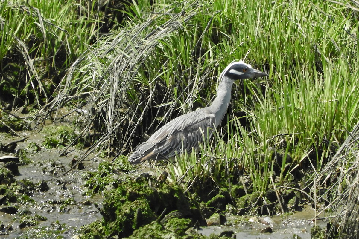 Yellow-crowned Night Heron - ML159204571