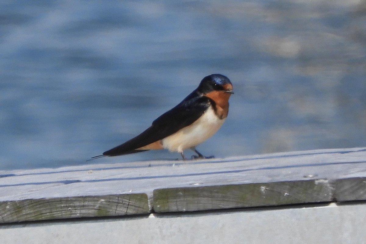 Barn Swallow - ML159205991