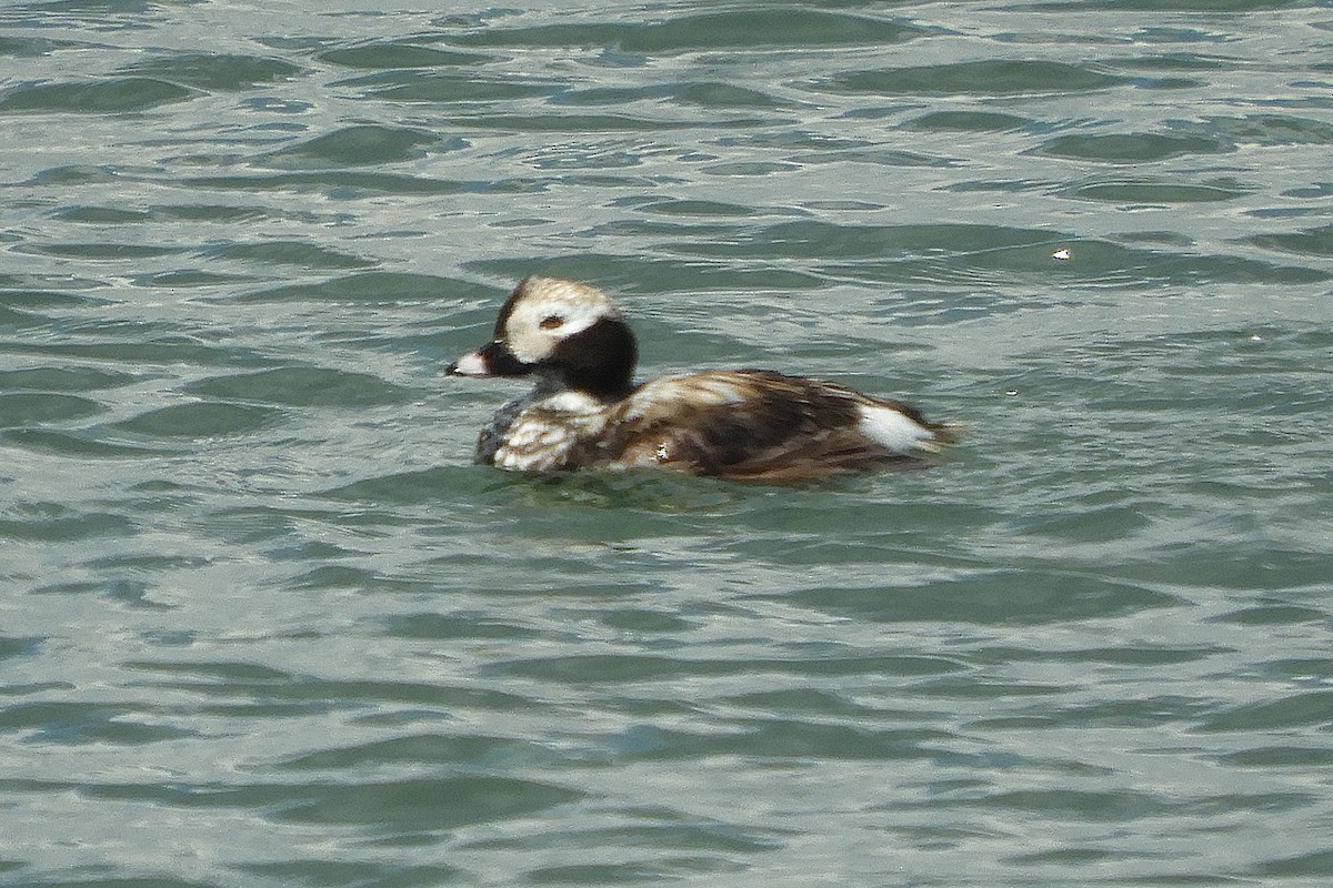 Long-tailed Duck - ML159206111
