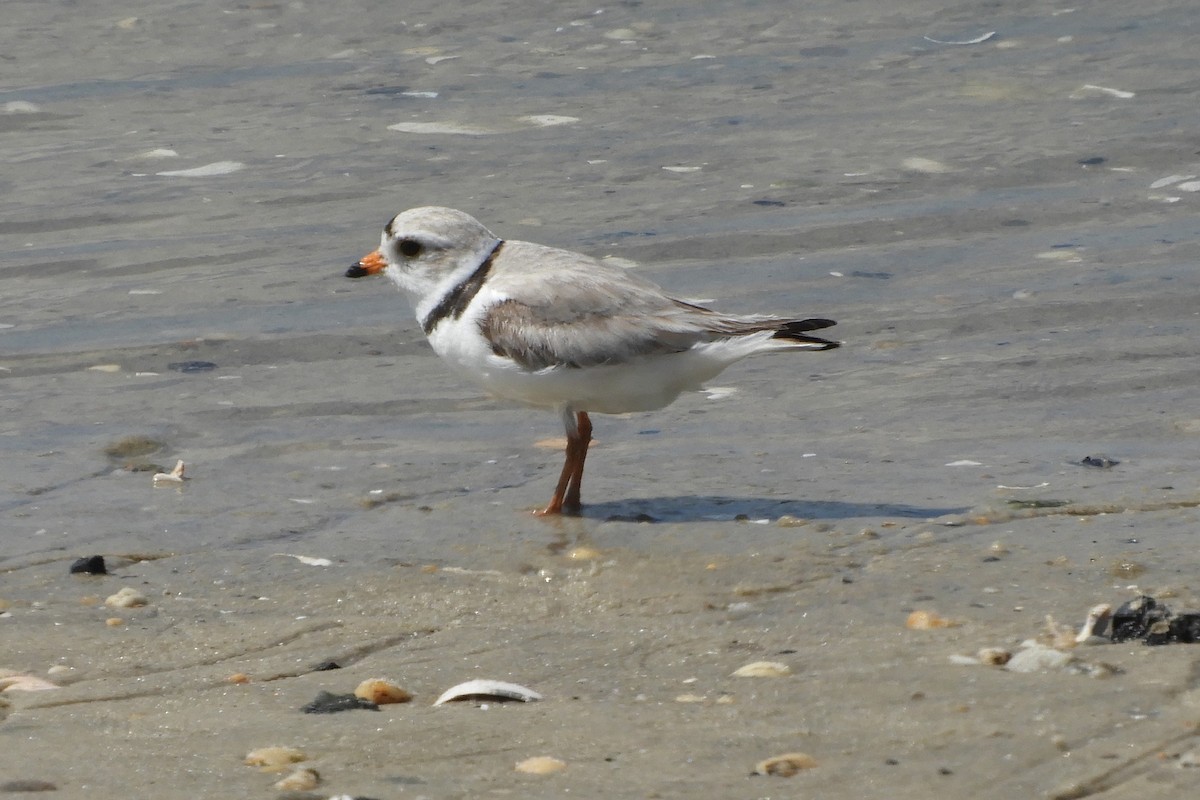 Piping Plover - ML159206401