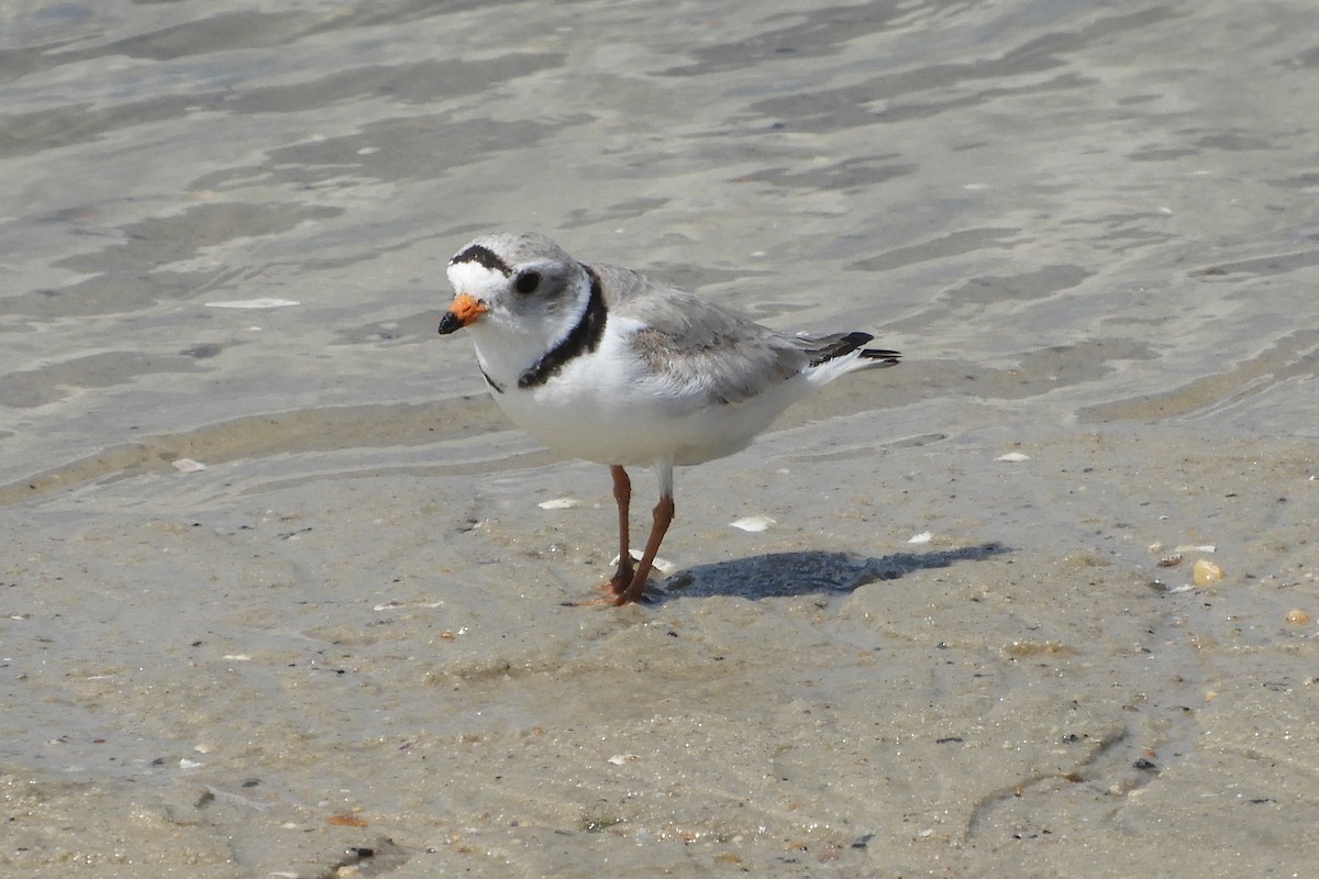 Piping Plover - ML159206411