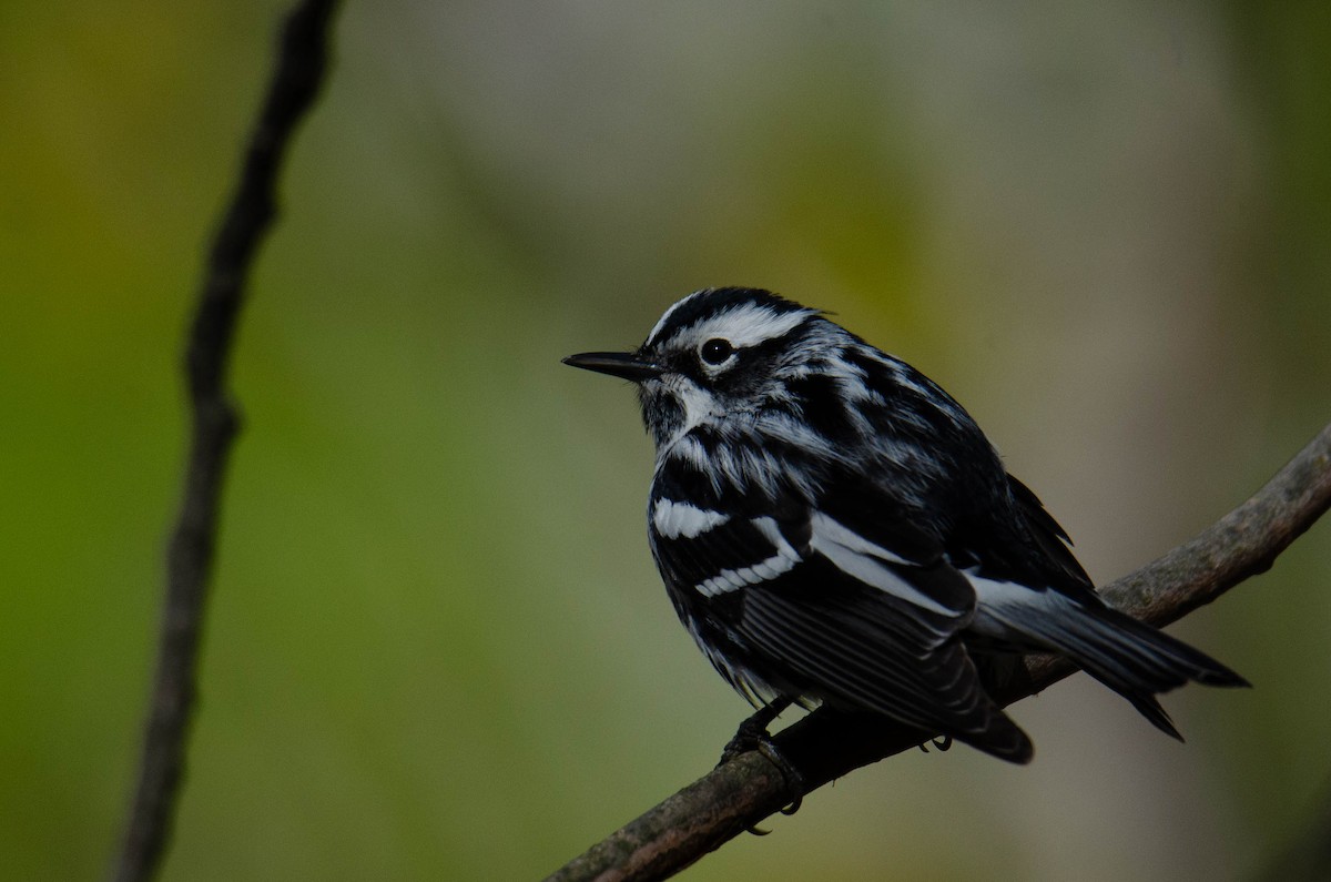 Paruline noir et blanc - ML159206851