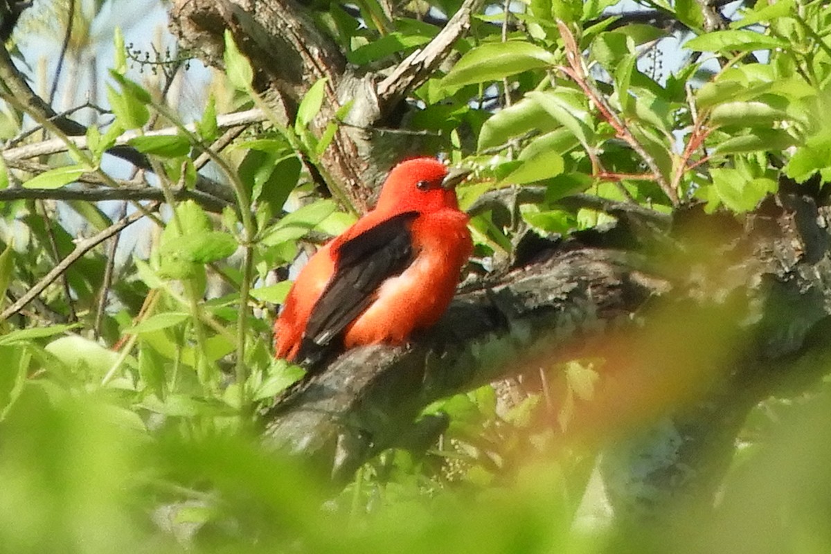 Scarlet Tanager - ML159207531