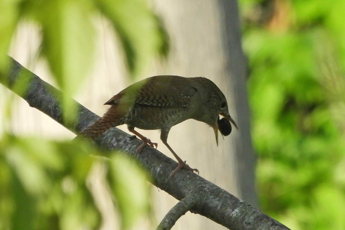 House Wren - ML159207591