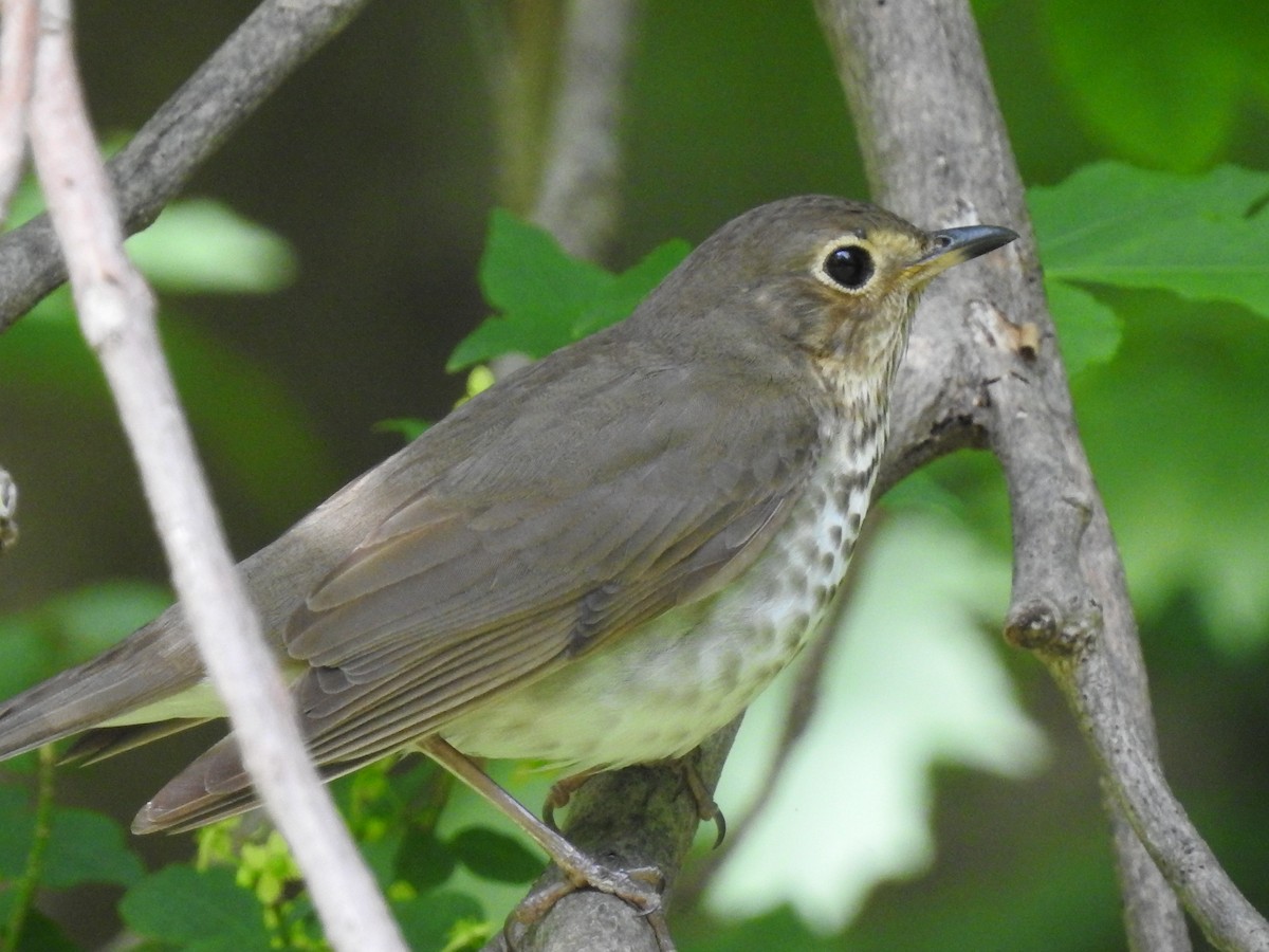 Swainson's Thrush - ML159209521