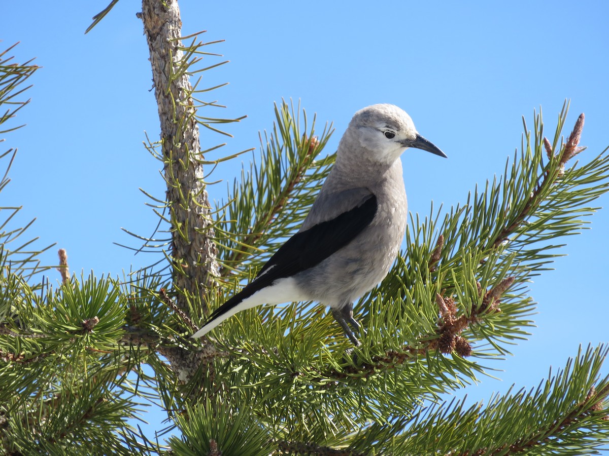 Clark's Nutcracker - ML159210071