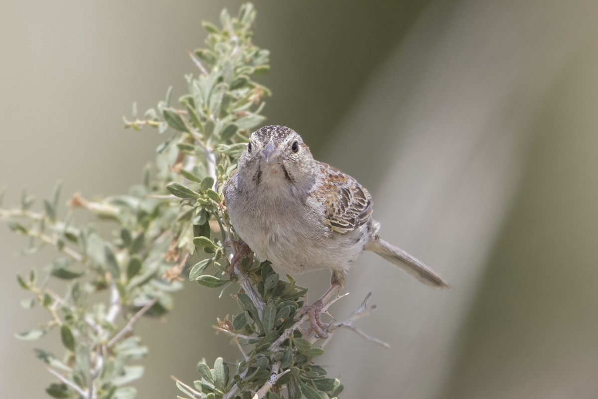 Cassin's Sparrow - Bradley Hacker 🦜