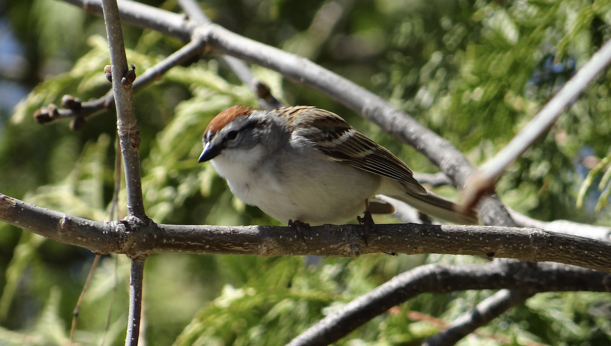 Chipping Sparrow - Andrew Raamot and Christy Rentmeester