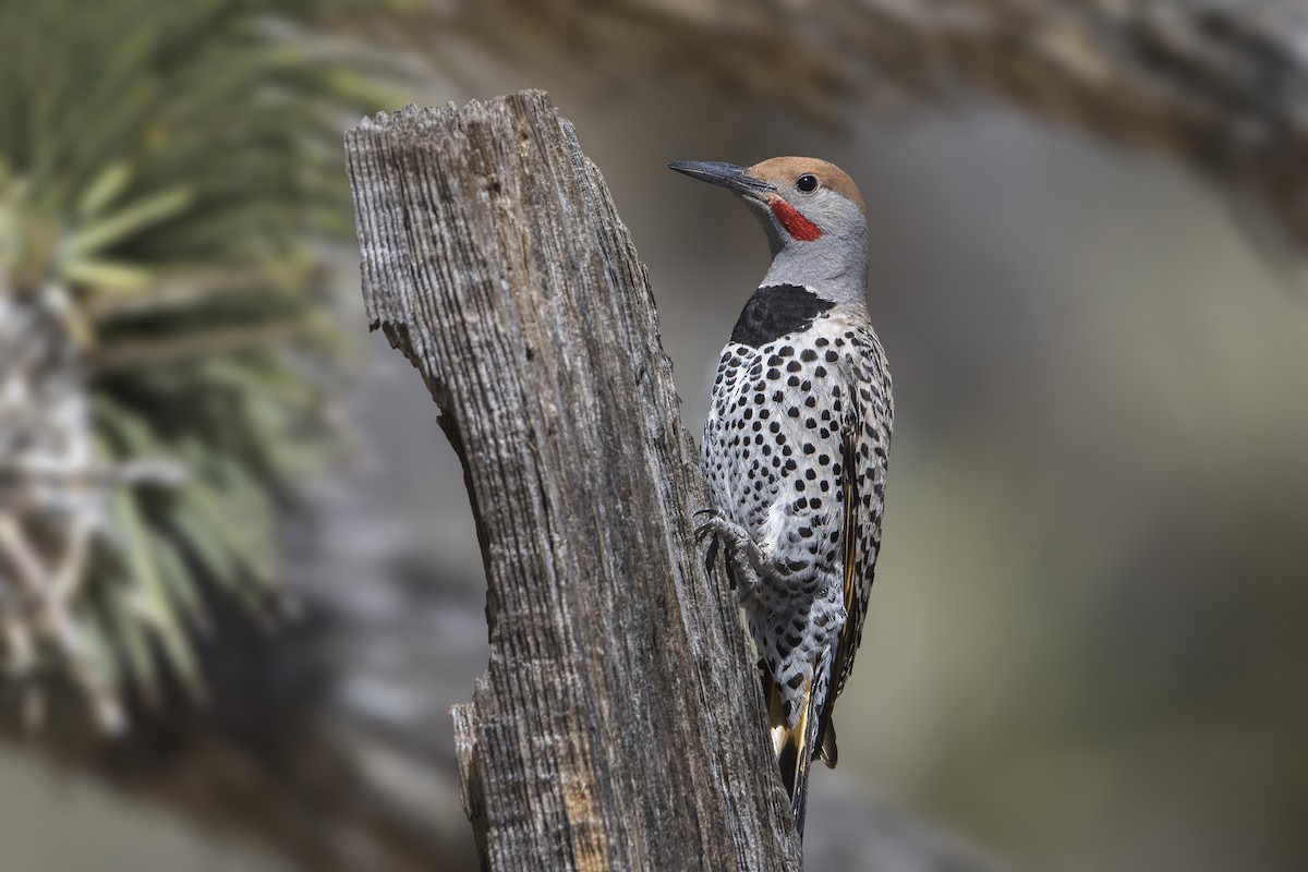 Gilded Flicker - Bradley Hacker 🦜