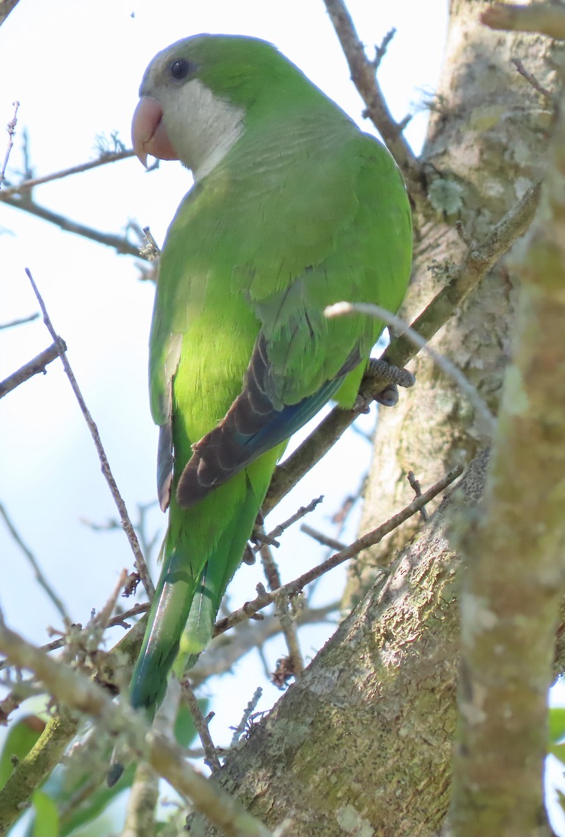 Monk Parakeet - ML159216101