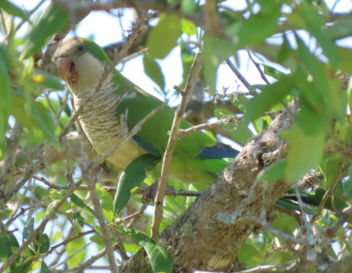 Monk Parakeet - ML159216551