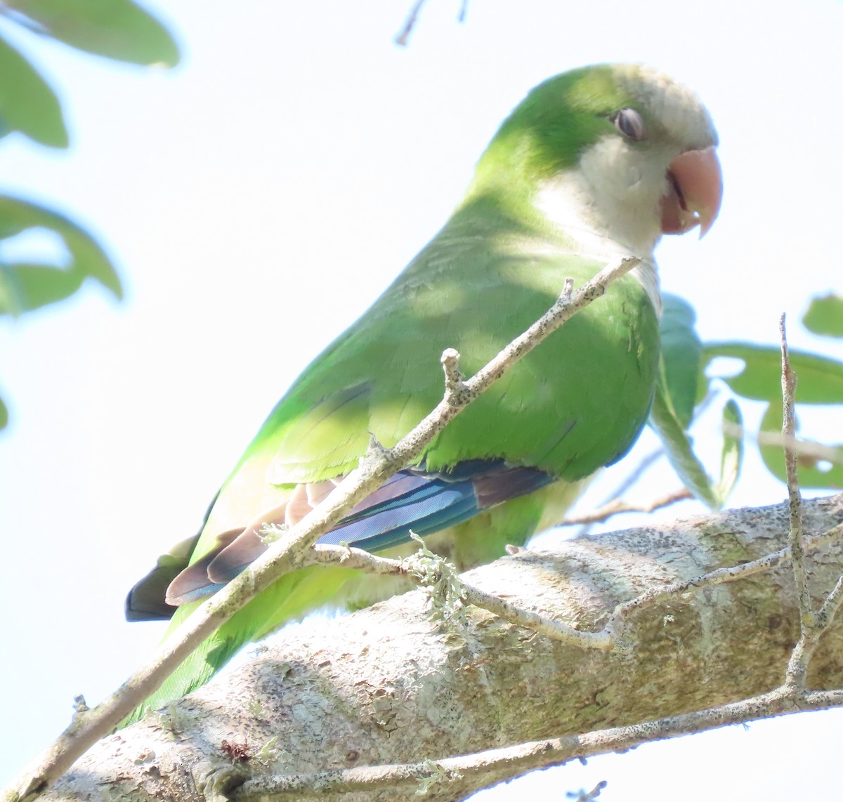 Monk Parakeet - ML159217081