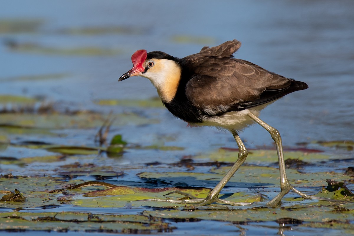 Comb-crested Jacana - ML159217771