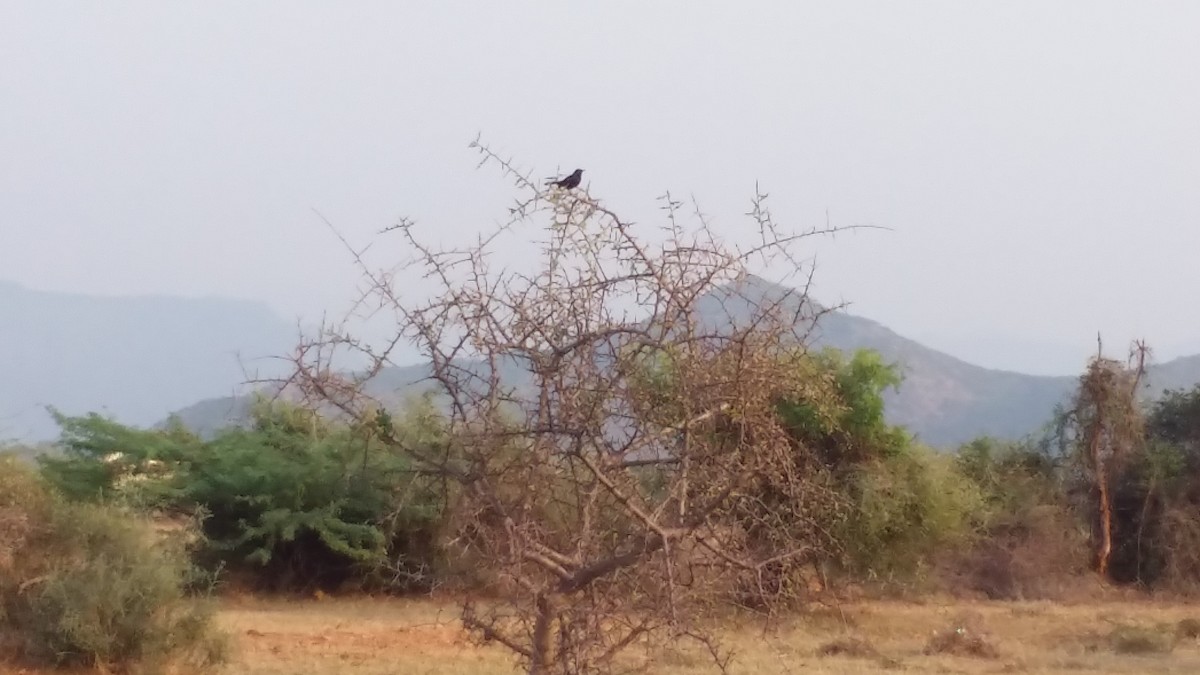 Indian Robin - ML159217841