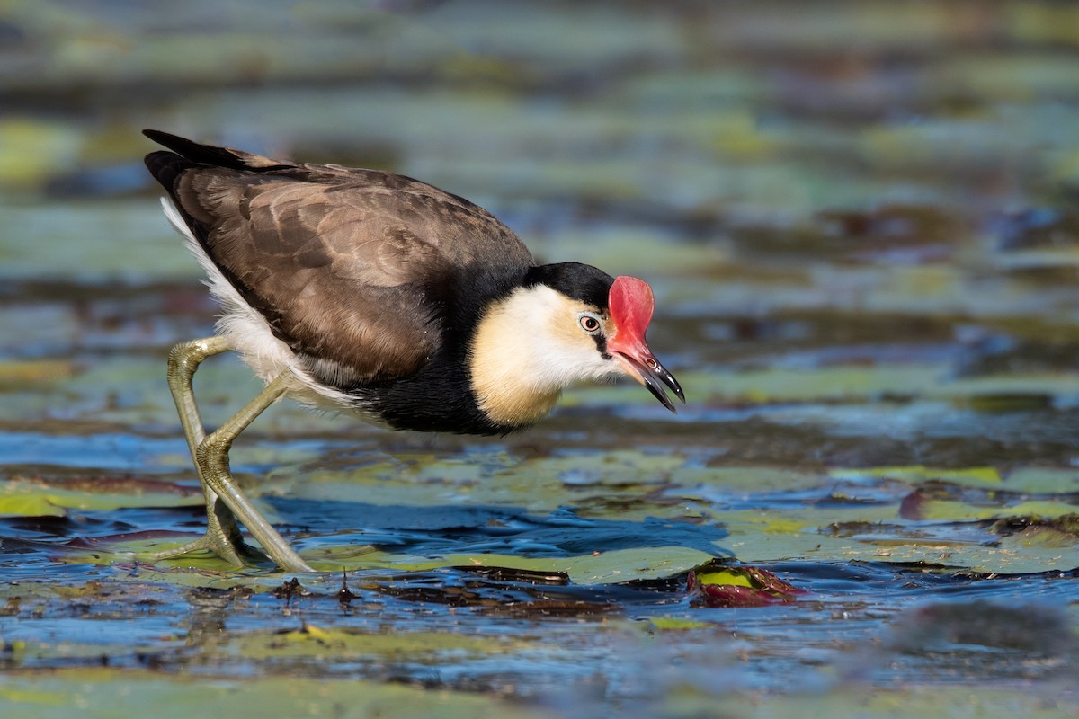 Comb-crested Jacana - ML159218201