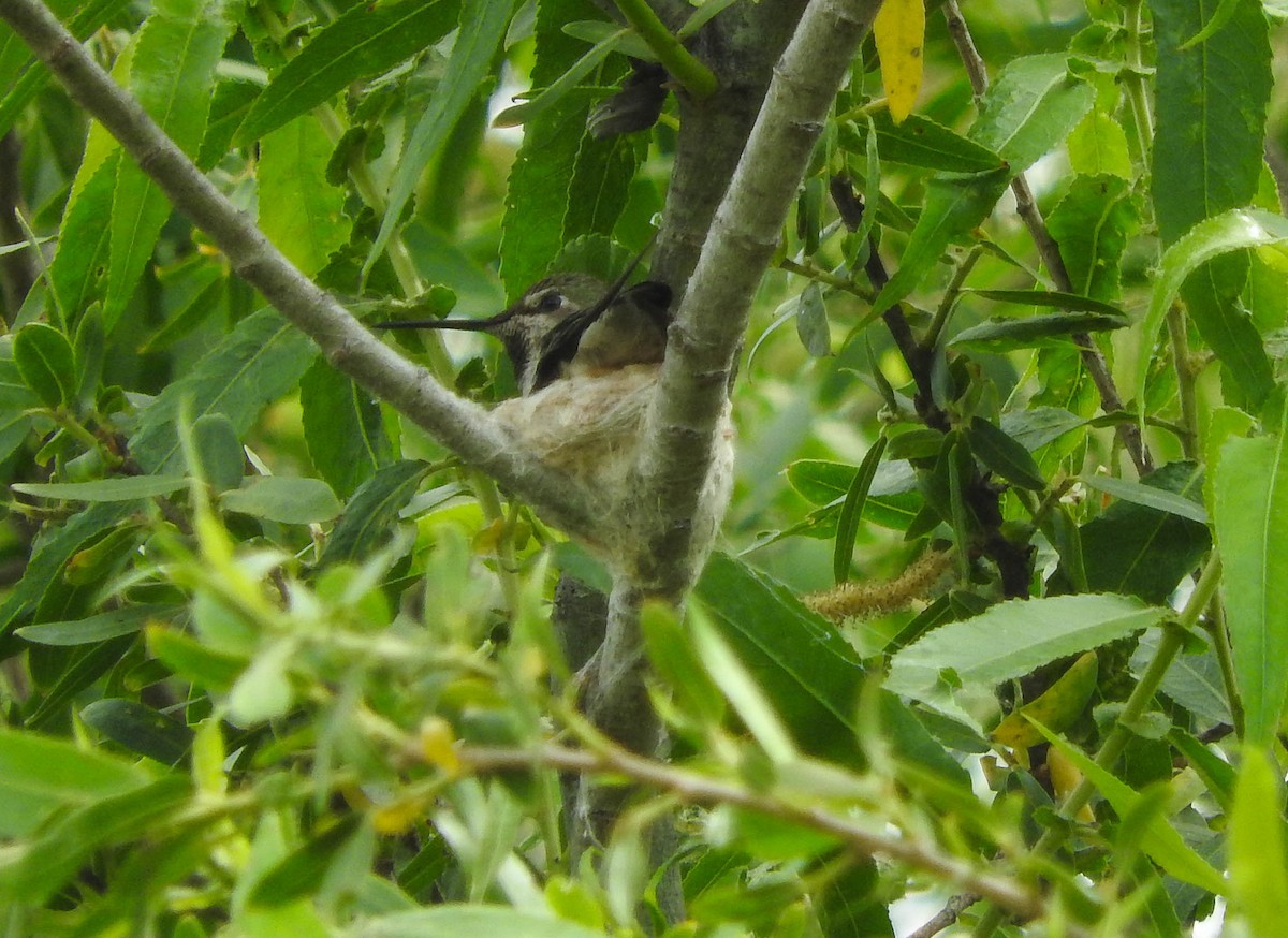 Anna's Hummingbird - ML159218871