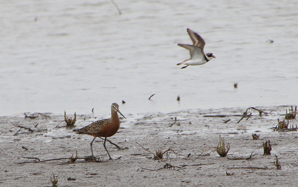 Semipalmated Plover - Dave Z.