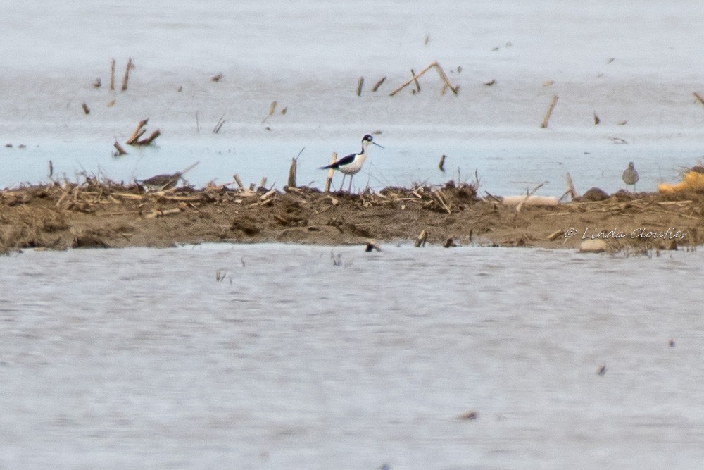 Black-necked Stilt - ML159221461