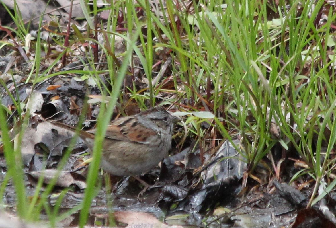 Swamp Sparrow - ML159222551